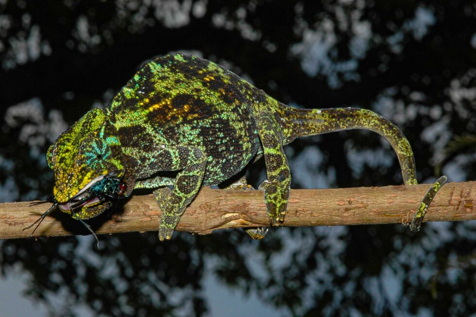 ジョンストンカメレオン