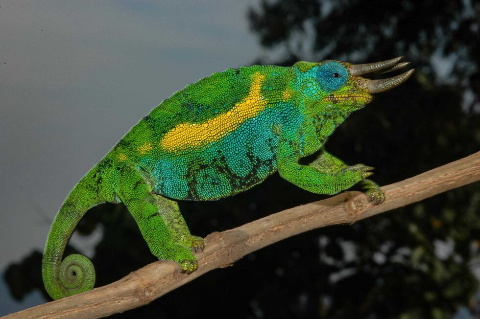 ジョンストンカメレオン