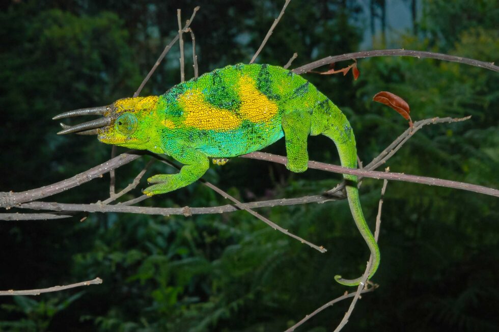 ジョンストンカメレオン