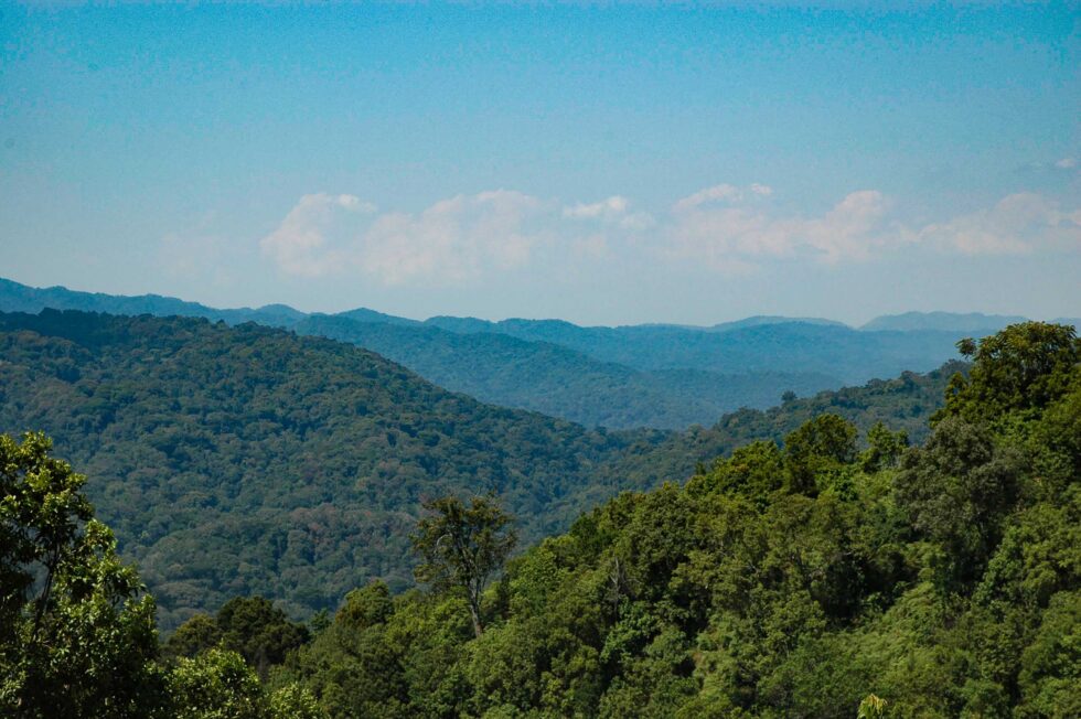 ブウィンディ森林国立公園