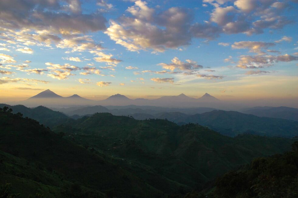 ジョンストンカメレオン