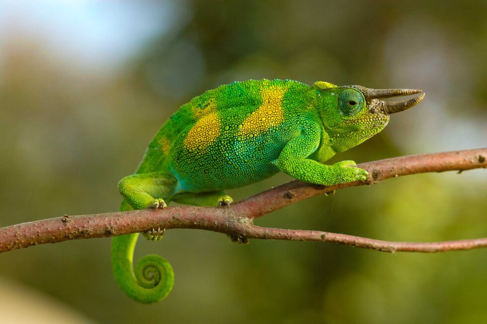 ジョンストンカメレオン