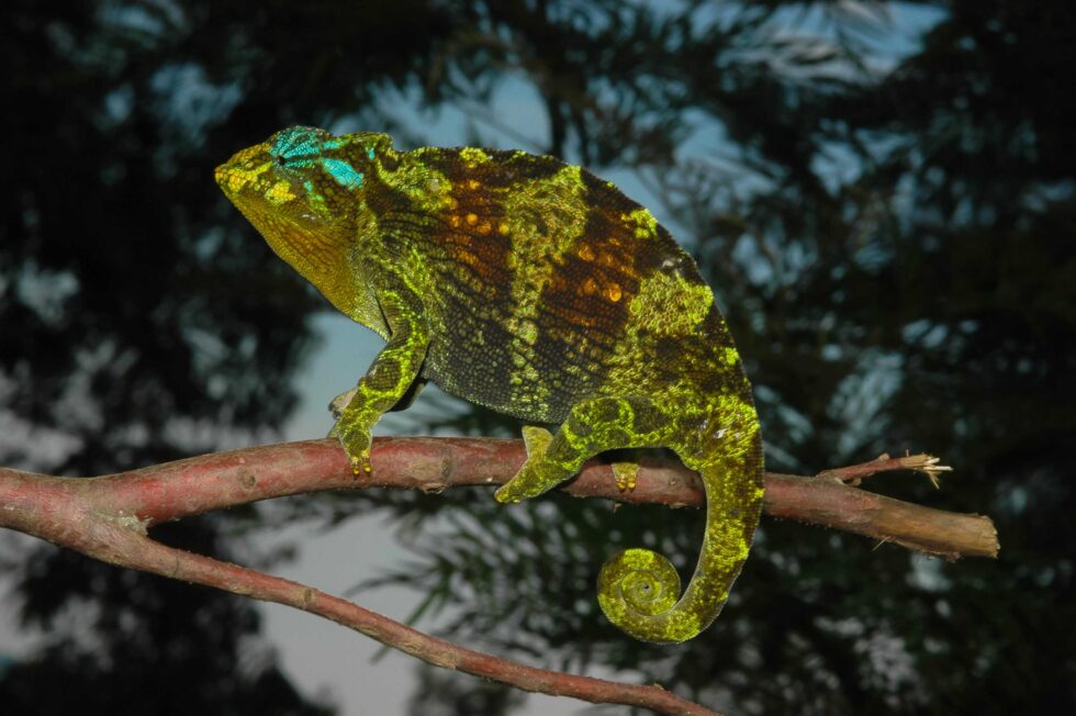 ジョンストンカメレオン