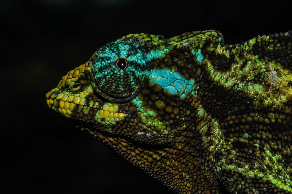 ジョンストンカメレオン