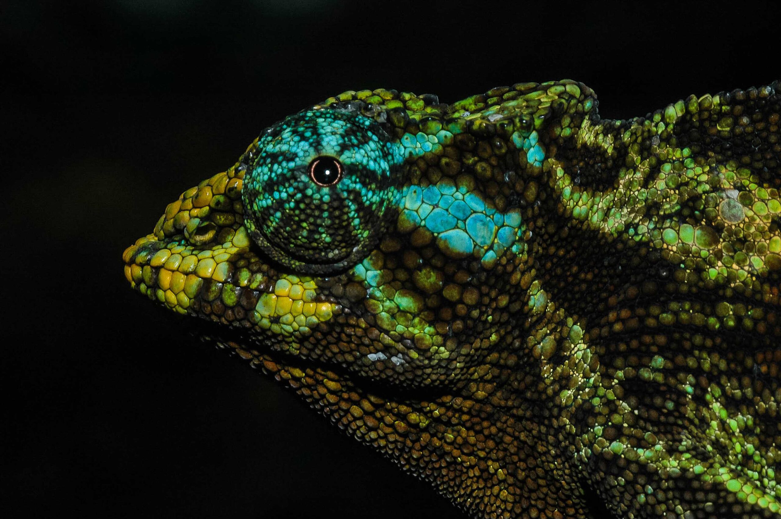 ジョンストンカメレオン