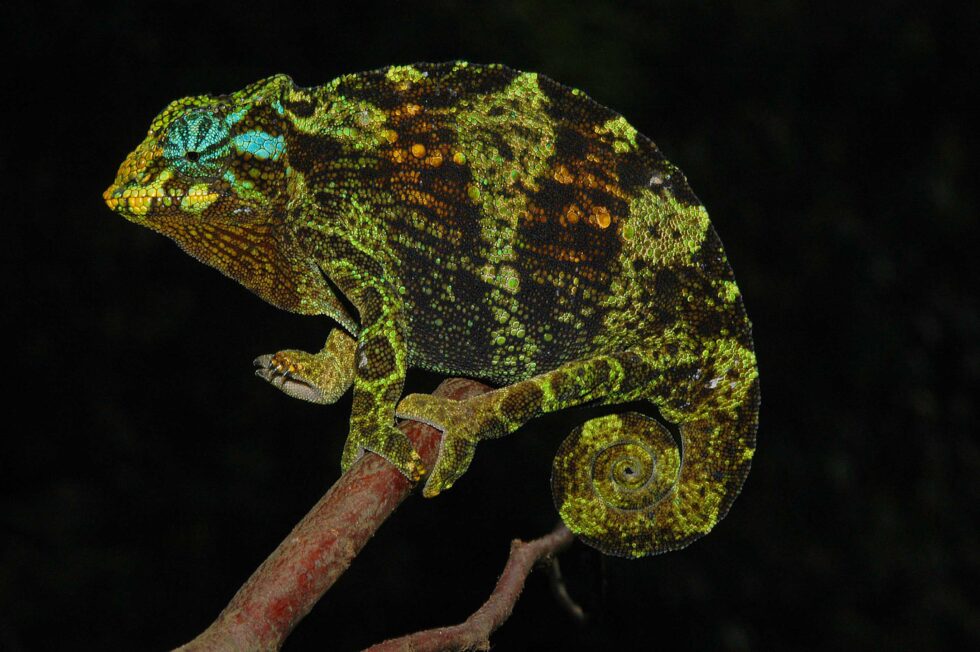 ジョンストンカメレオン