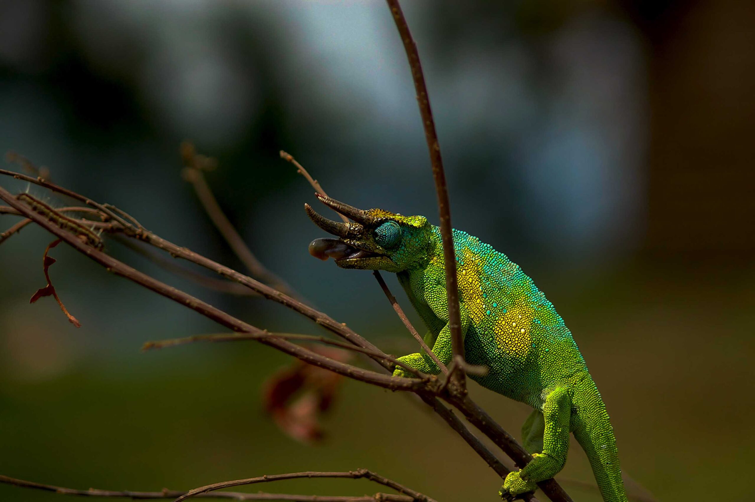 ジョンストンカメレオン