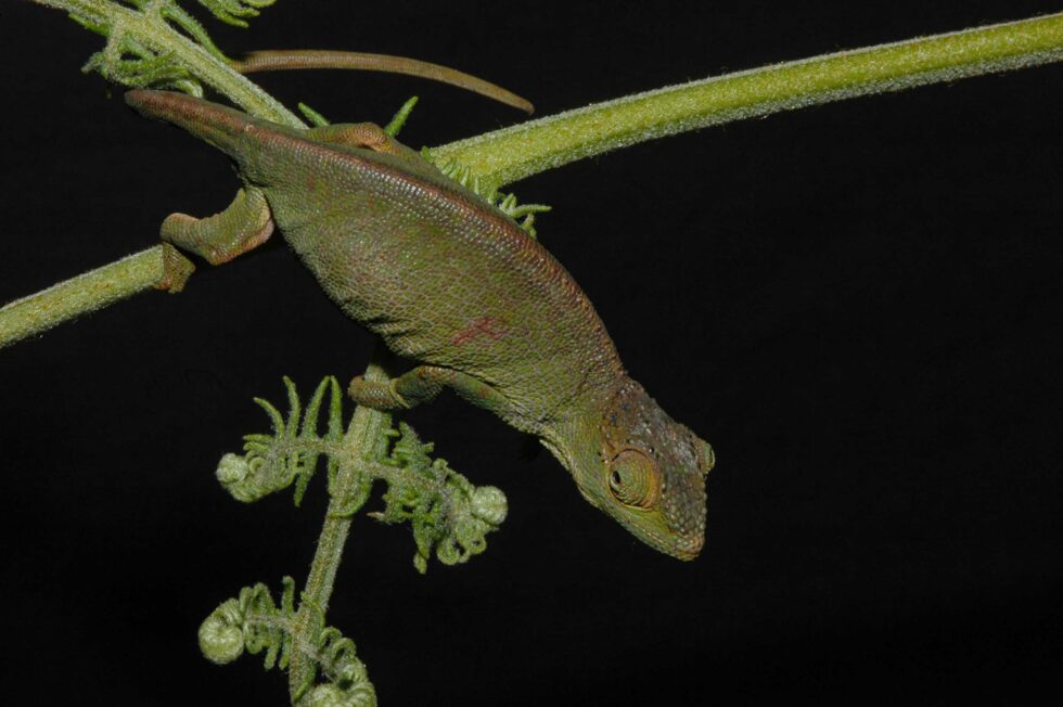 ジョンストンカメレオン