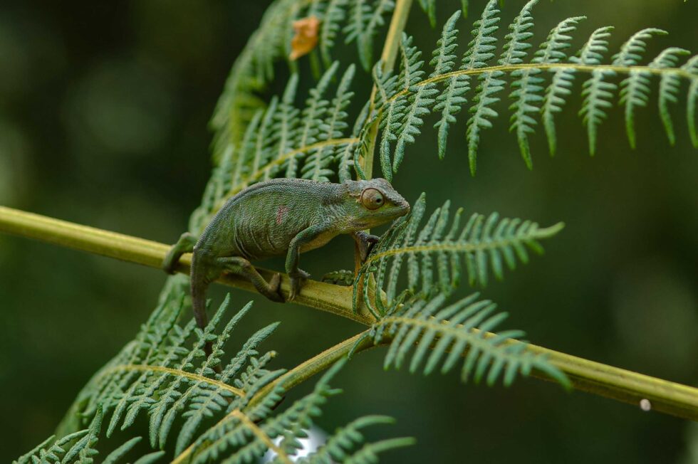 ジョンストンカメレオン