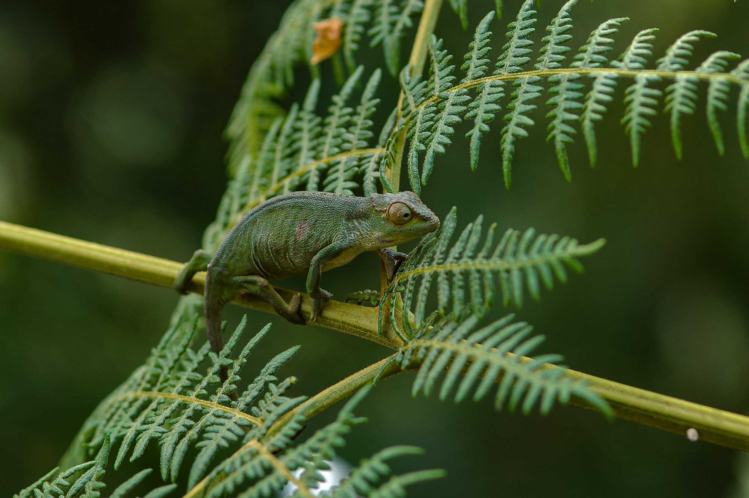 ジョンストンカメレオン