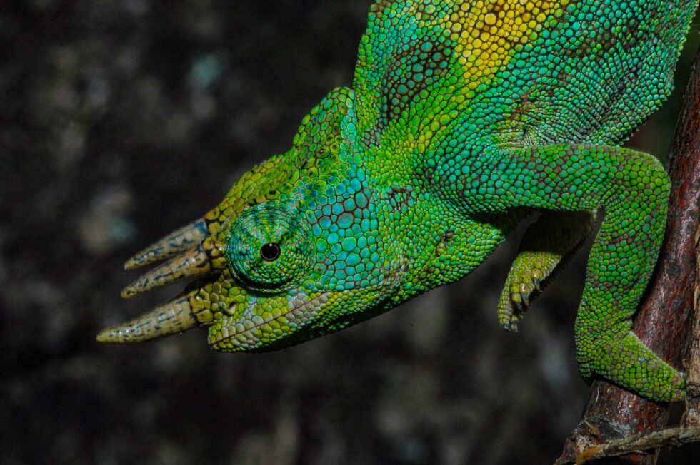 ジョンストンカメレオン