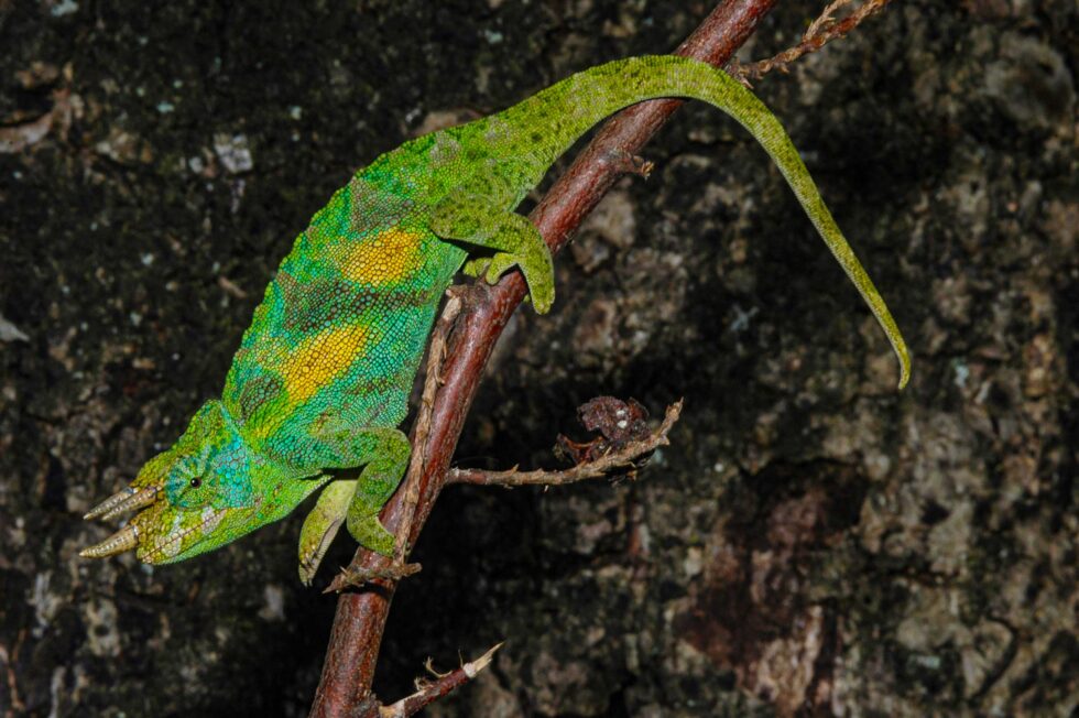 ジョンストンカメレオン