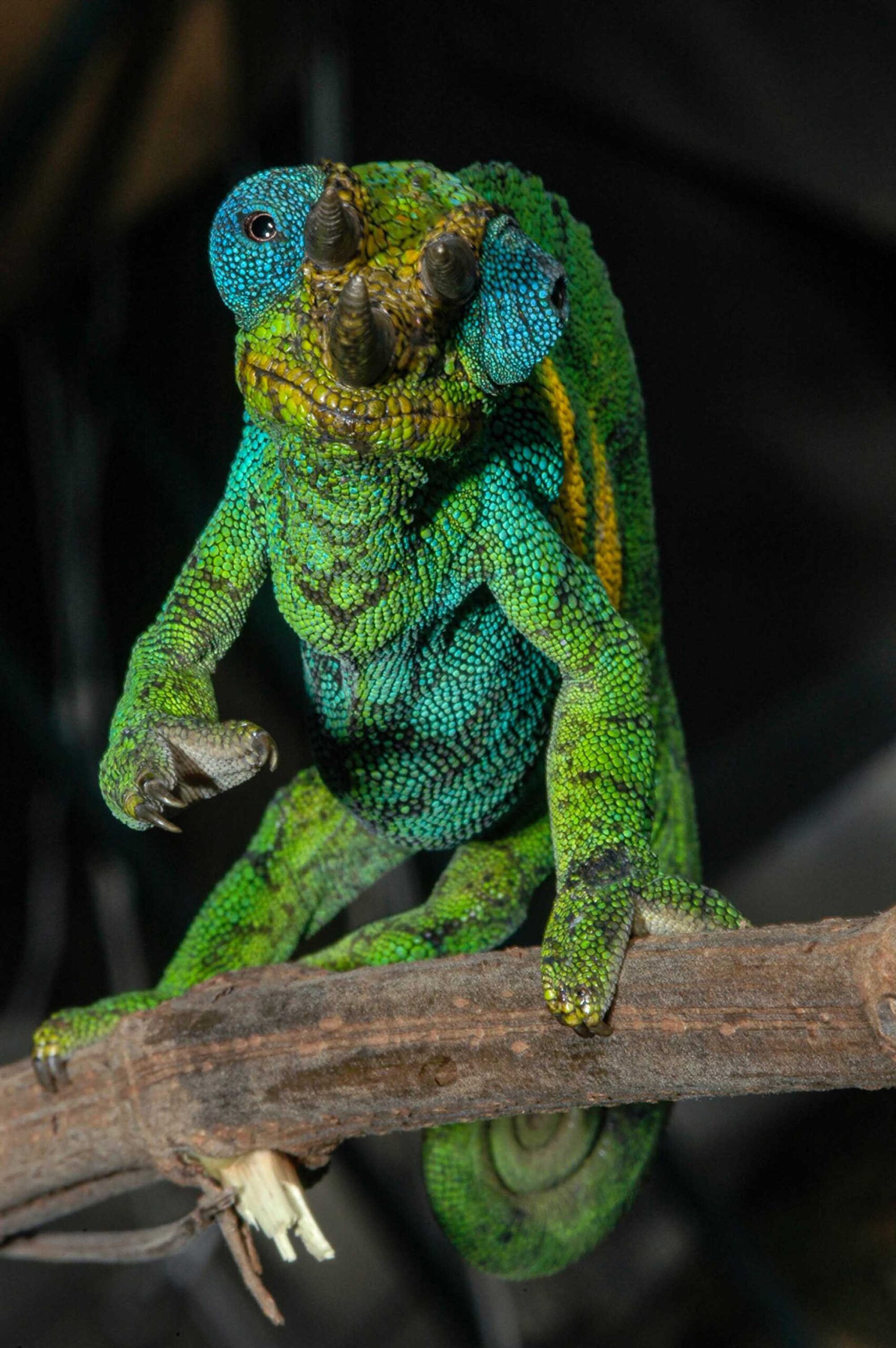 ジョンストンカメレオン