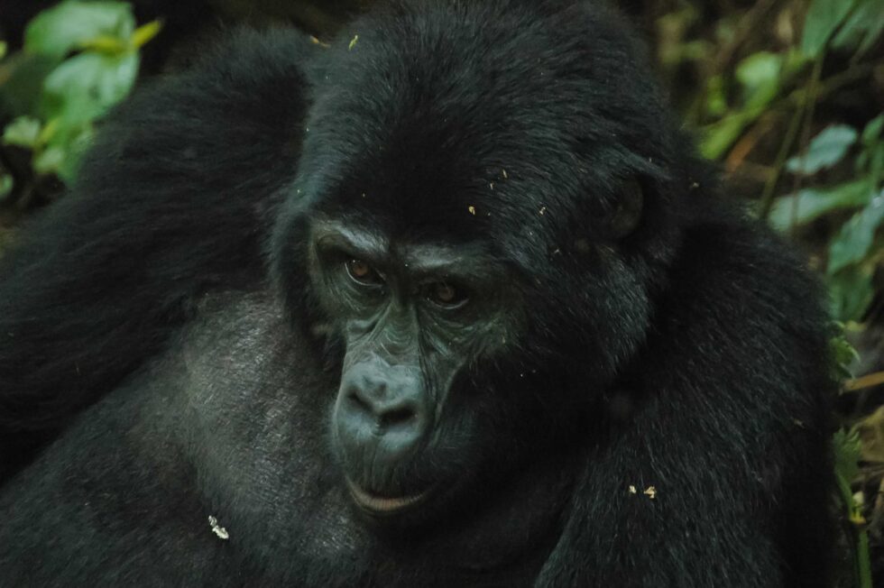 マウンテンゴリラ