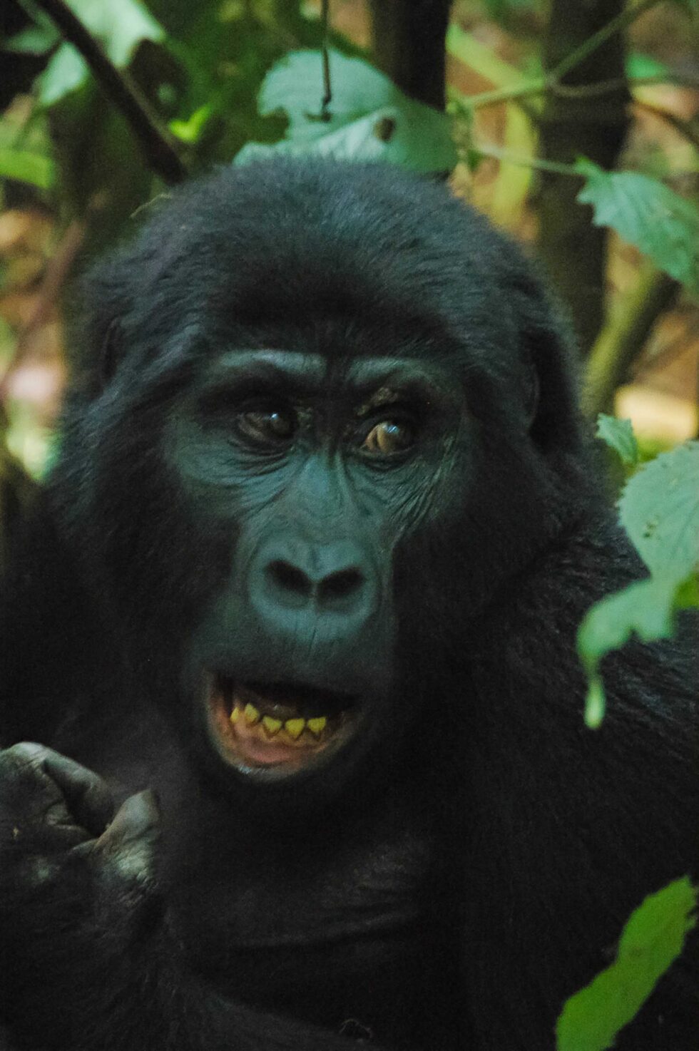 マウンテンゴリラ