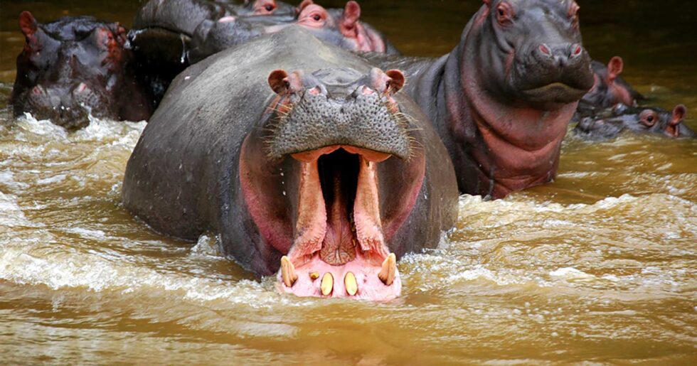 コンゴとの国境沿いで