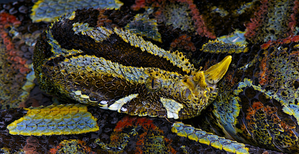 キバレ森林国立公園