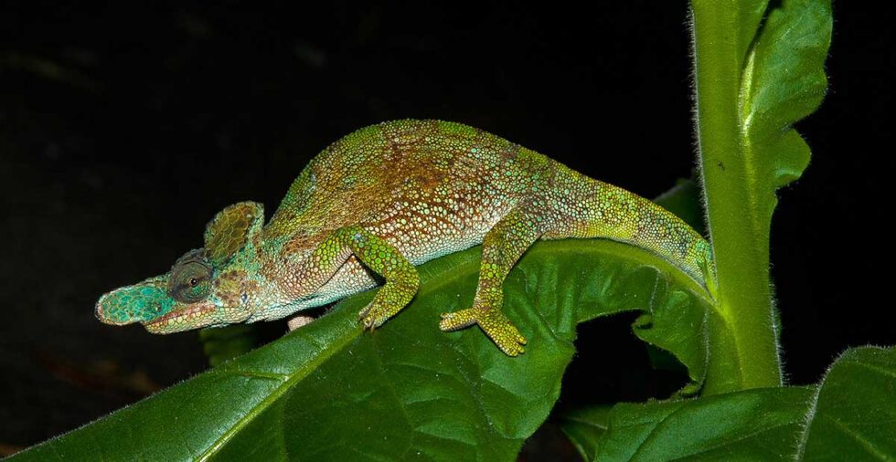 ルウェンゾリ山地