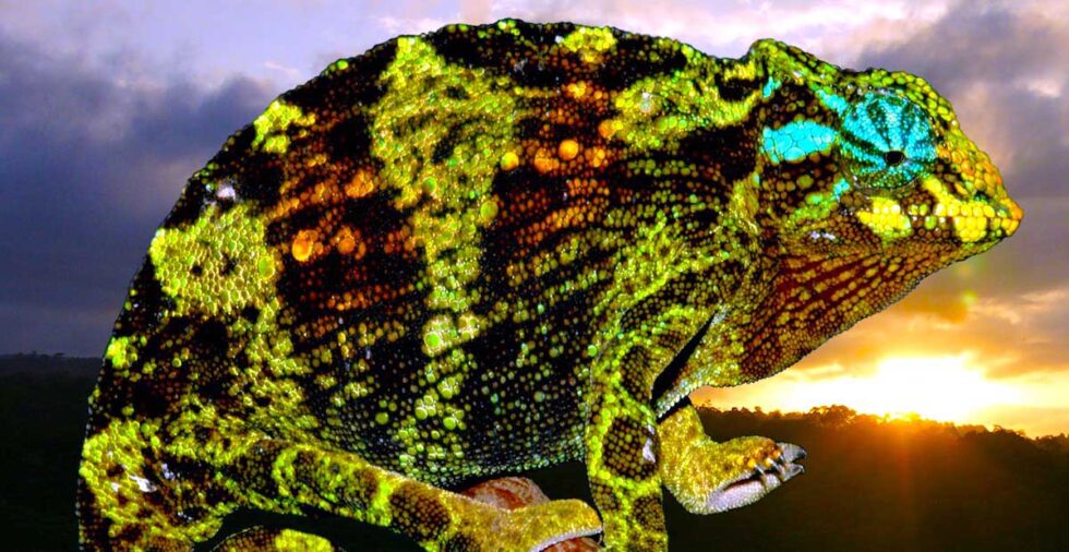 ブウィンディ森林国立公園