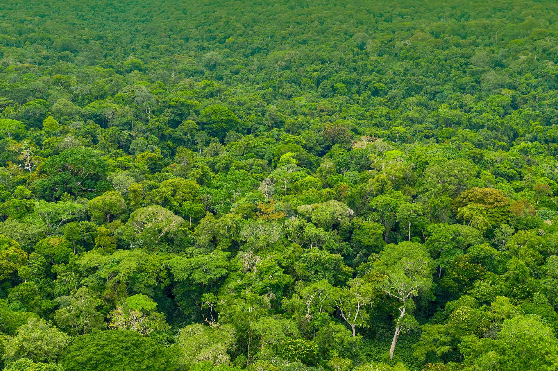 上空から見たキバレの森