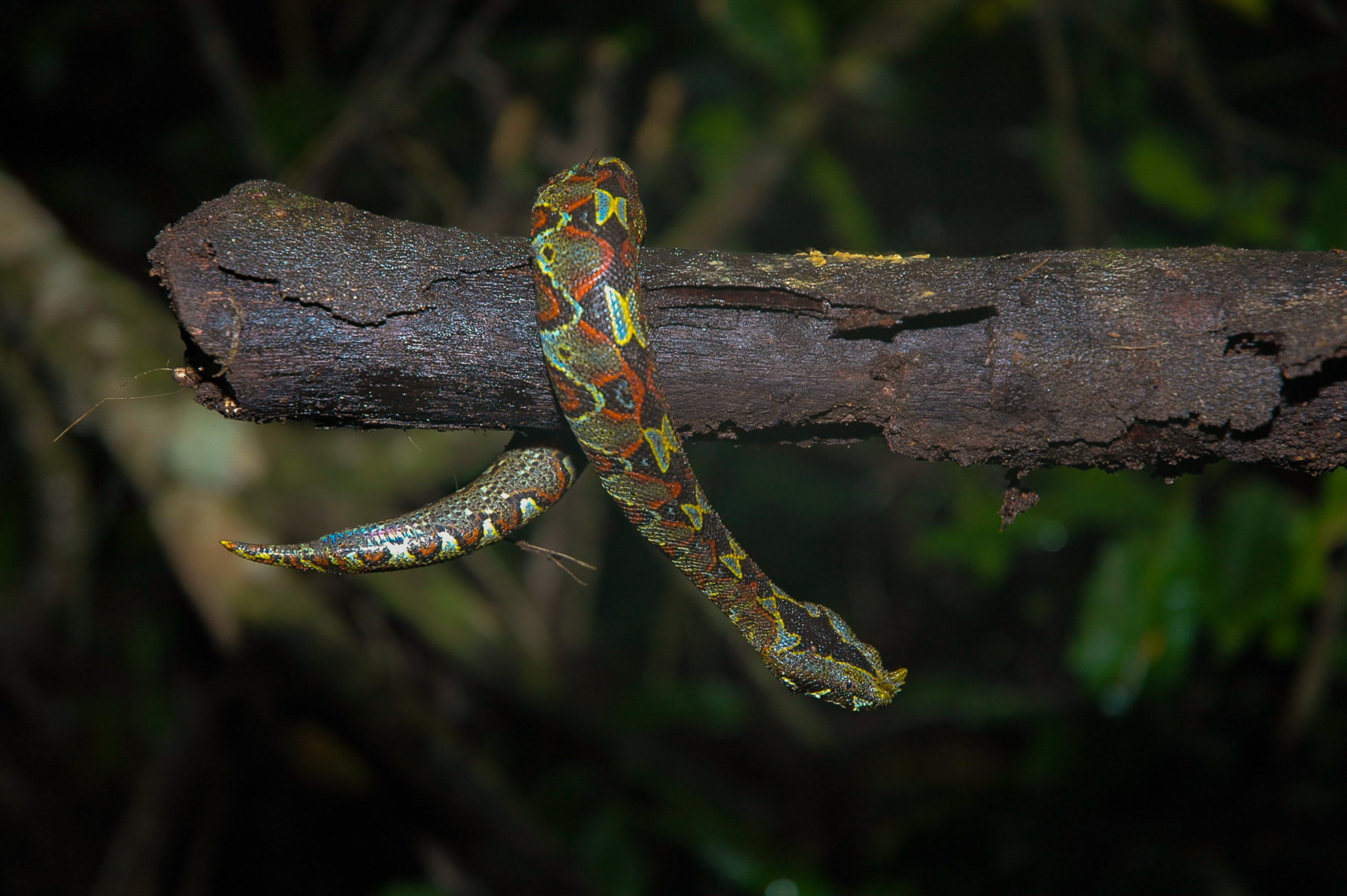 若いライノセラスアダー(Bitis nasicornis)を写真撮影のために位置を調整する