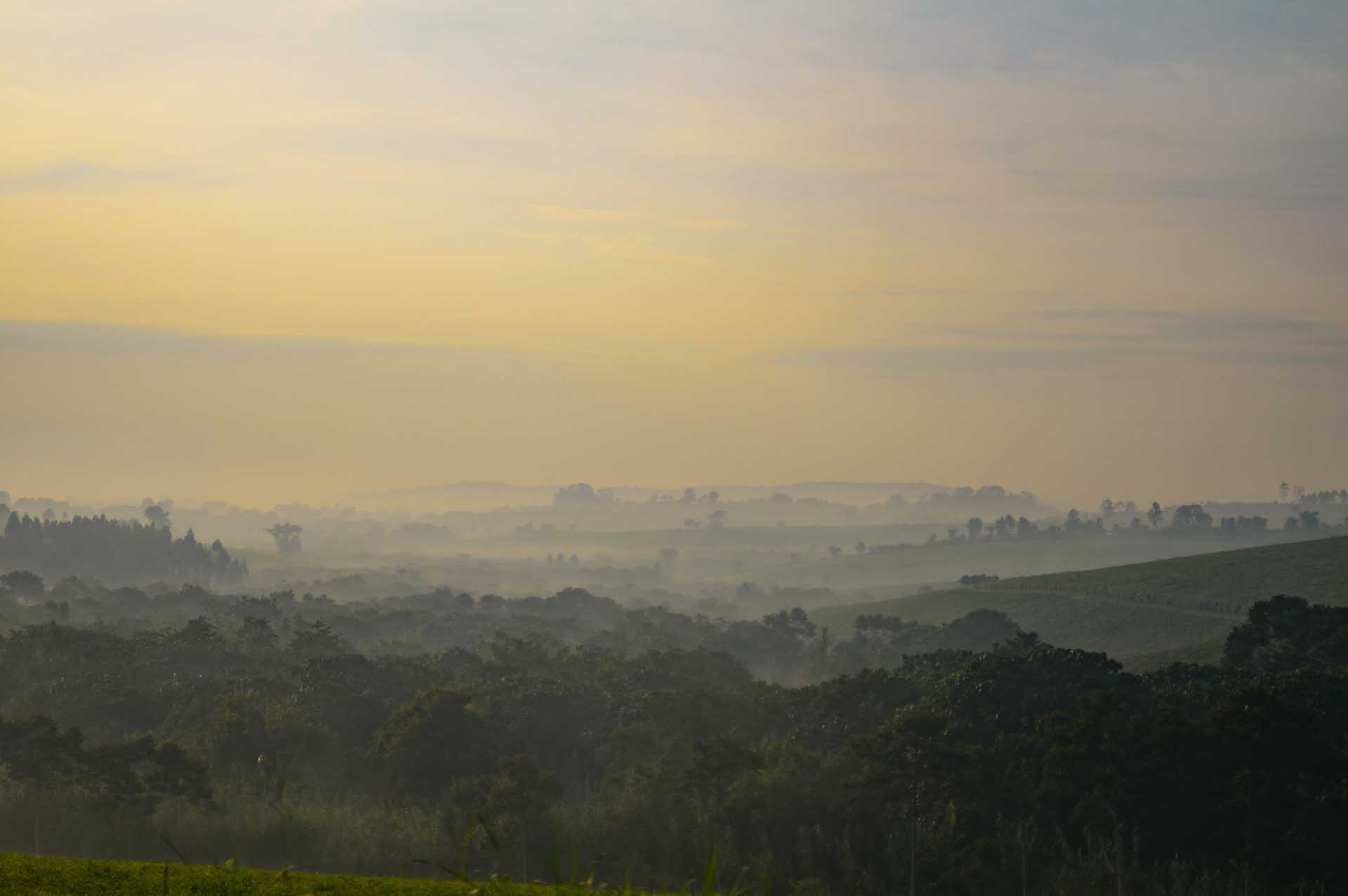 キバレの森に訪れる夜明け