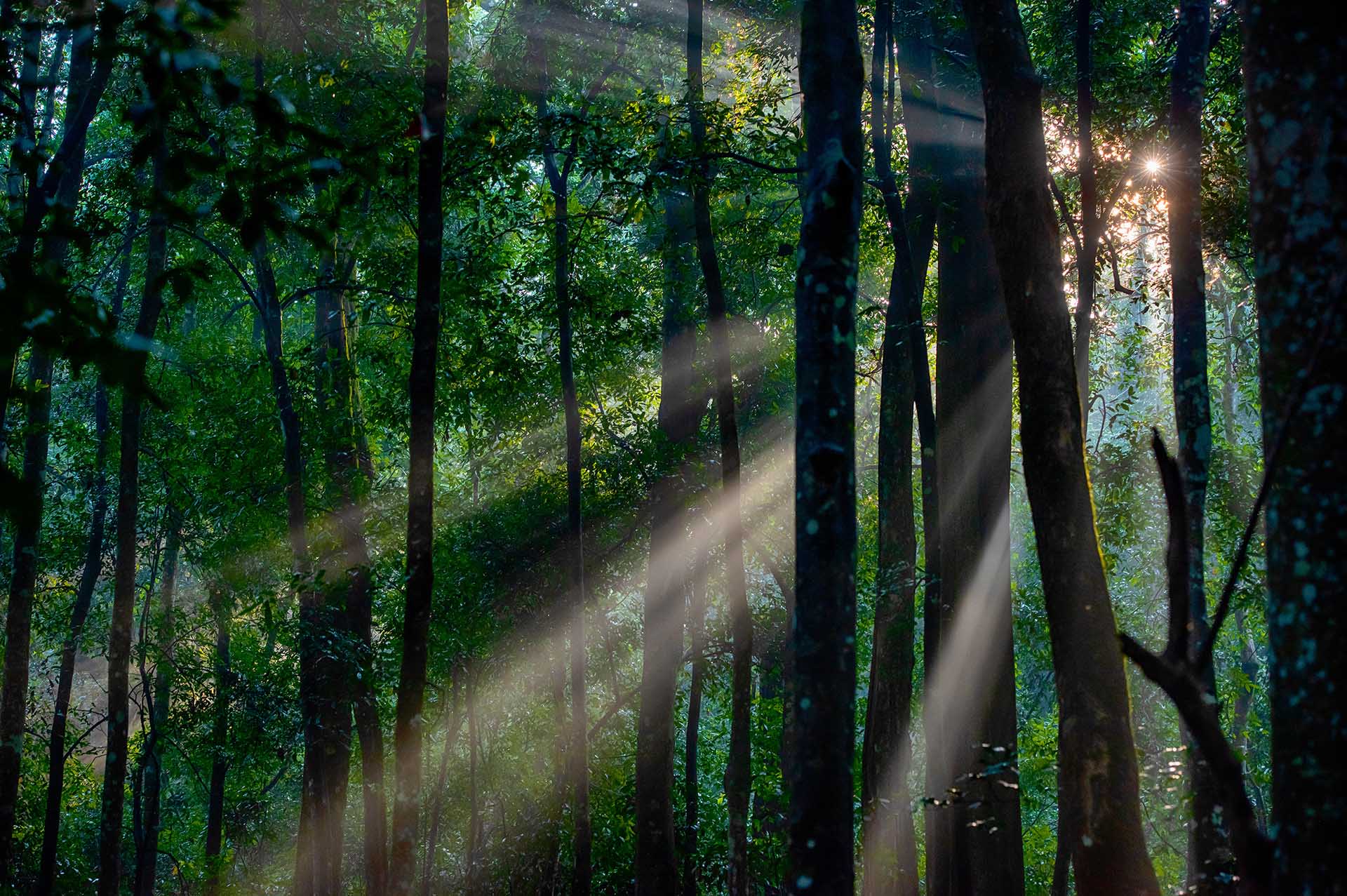 キバレの森の夜明け