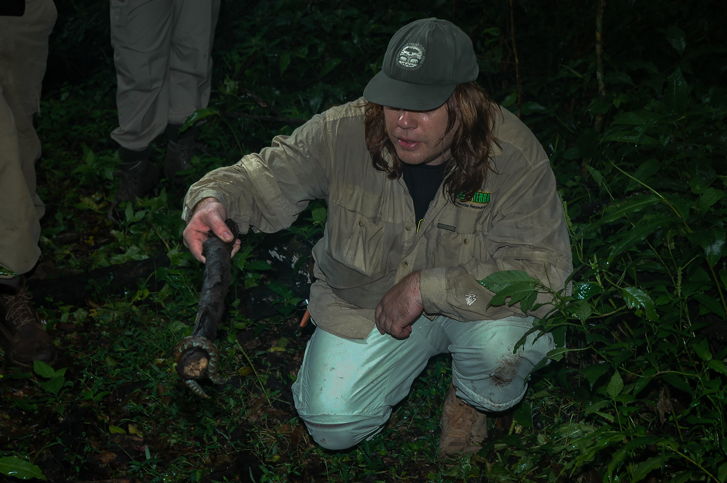 写真撮影のためにライノセラスアダー(Bitis nasicornis)の位置を変える著者、エマニュエル・ヴァン・ヘイゲン