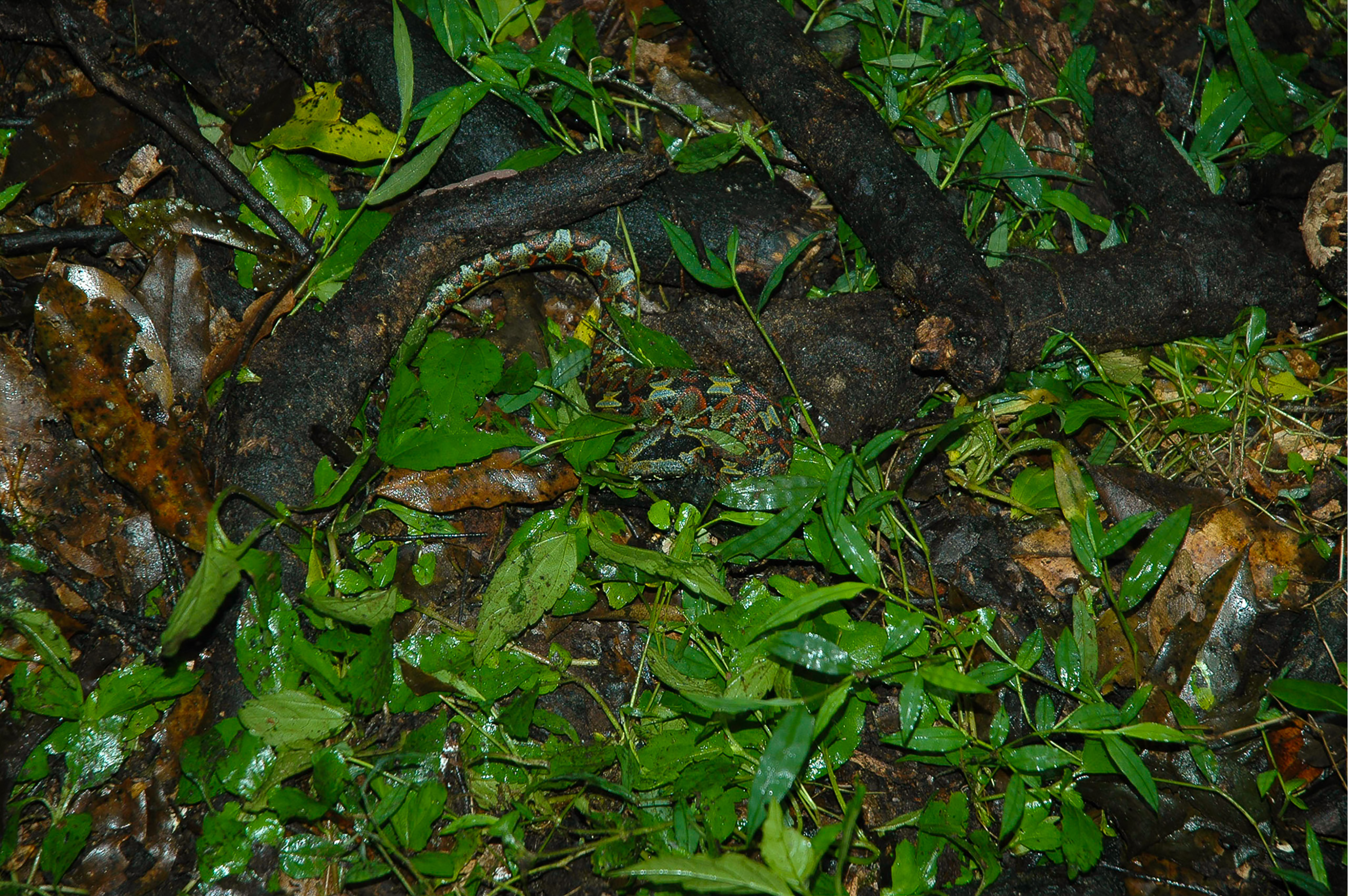 ターゲットのひとつライノセラスアダー(Bitis nasicornis)