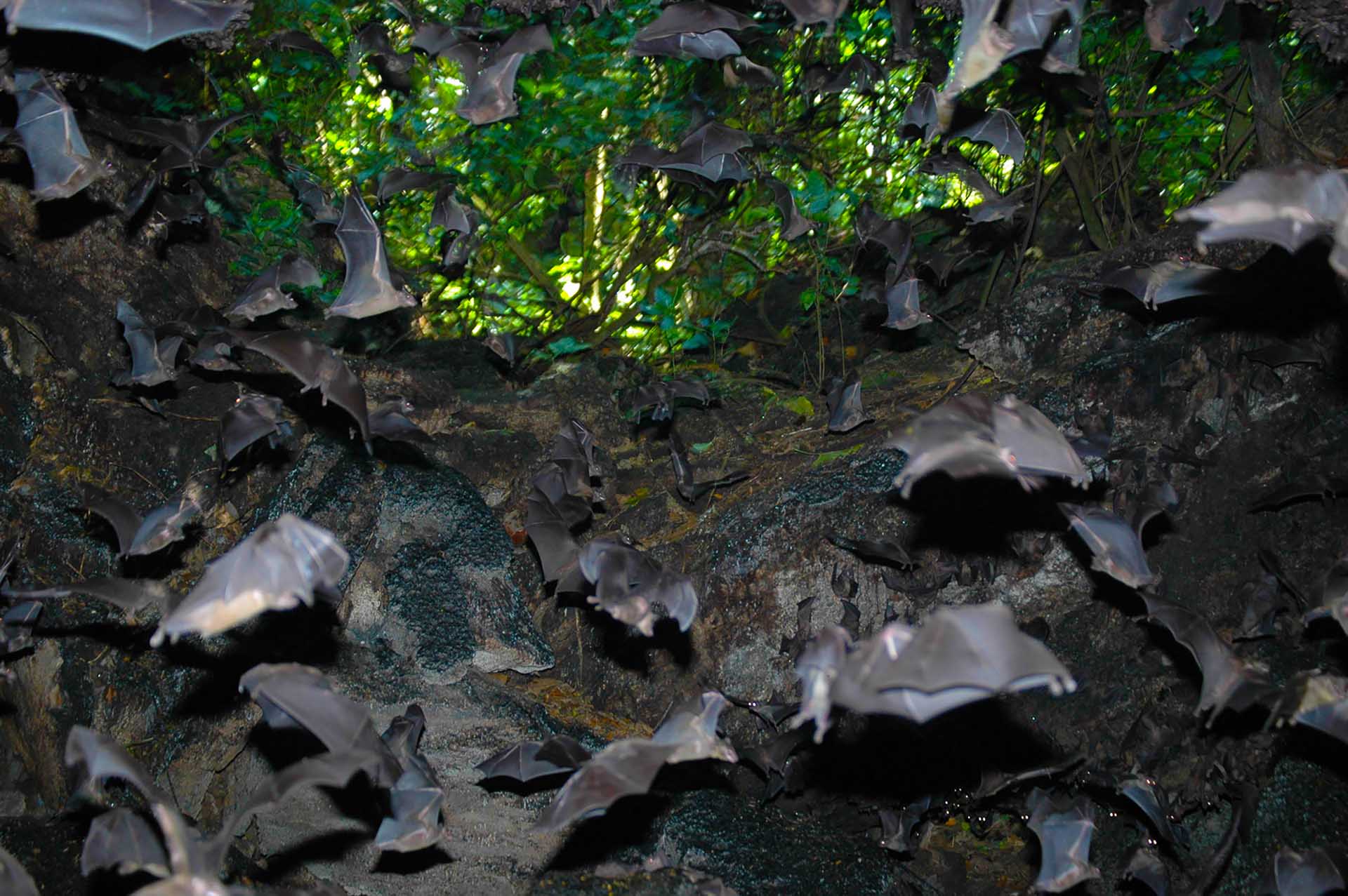 洞窟の薄暗い空間では、コウモリたちが狂ったように飛び回り、目もくらむような急速な動きの光景を作り出しています。