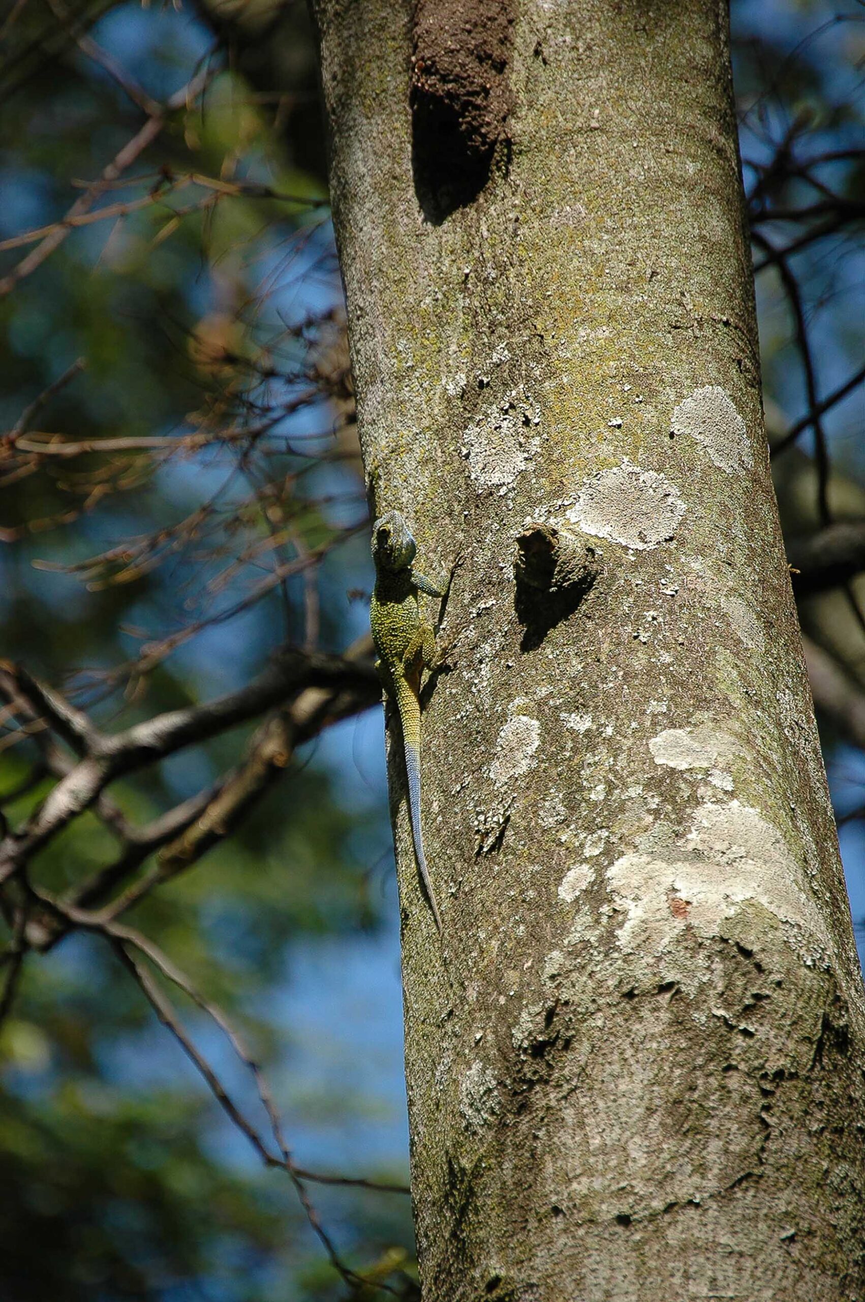 マラマガンボの森