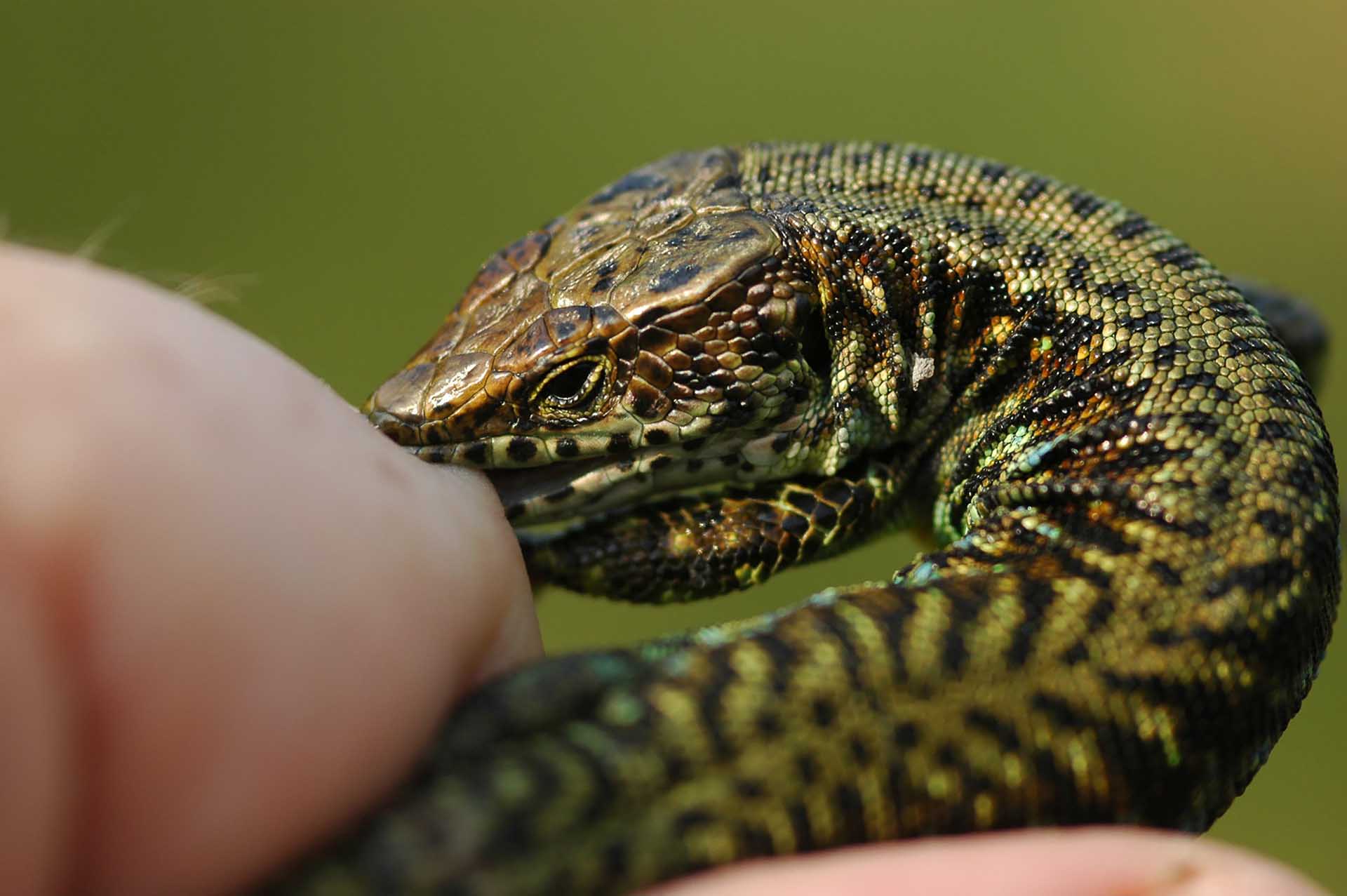 元気いっぱいの出会い:ジャクソンモリカナヘビ(Adolfus jacksoni)が抵抗するかのように、著者の指に食らいつきます。