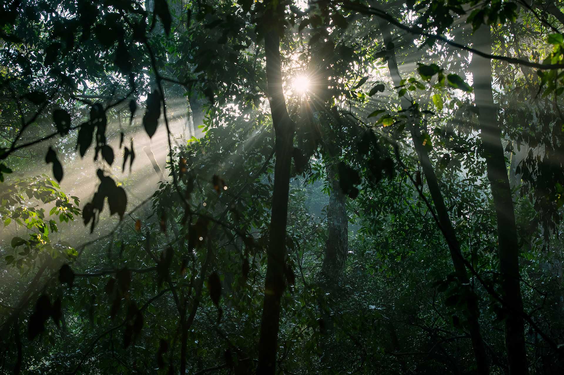 自然の目覚め:マラマガンボの森では、夜明けの最初の光が濃密な樹冠を貫き、幻想的な光の筋が豊かな森の林床に差し込んでいきます。