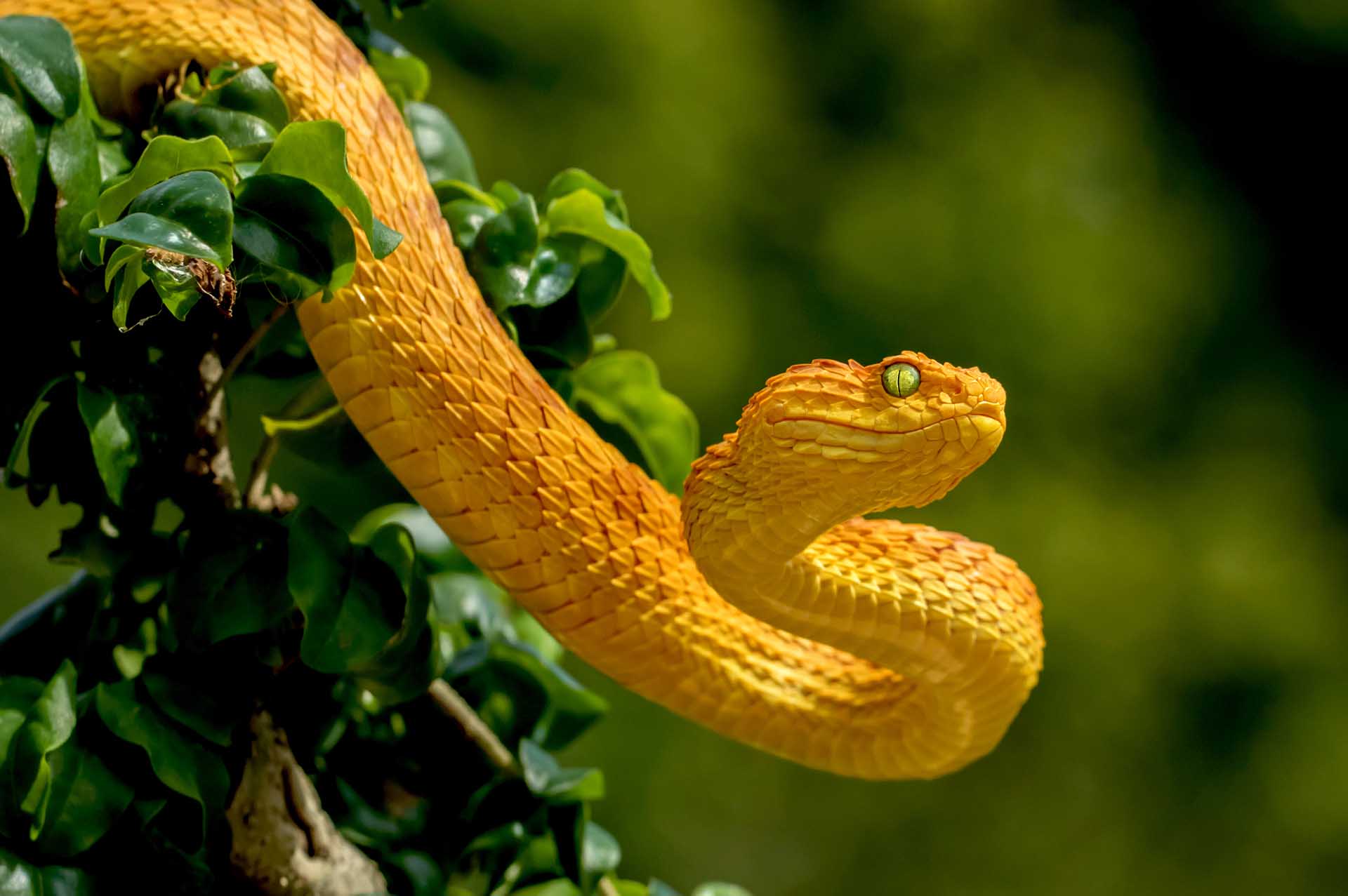 トゲブッシュバイパー(Atheris squamigera)は、その鮮やかな色彩で棲息地の中でもひときわ目立つ存在ですが、野生の中ではなかなか姿を見つけることが難しい希少なヘビです。