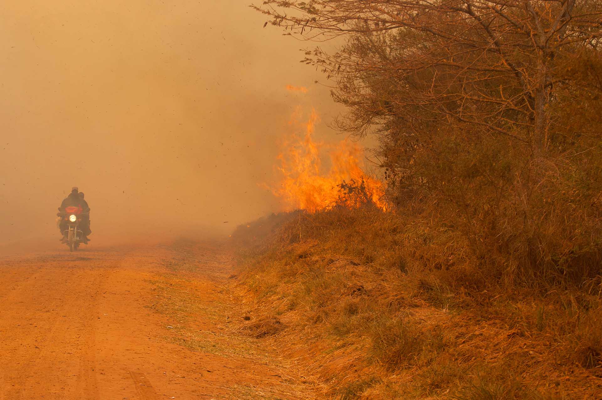 迫りくる境界:人間による住居や農業への果てしない開発が続くことで、森の手つかずの神聖さが脅かされようとしています。
