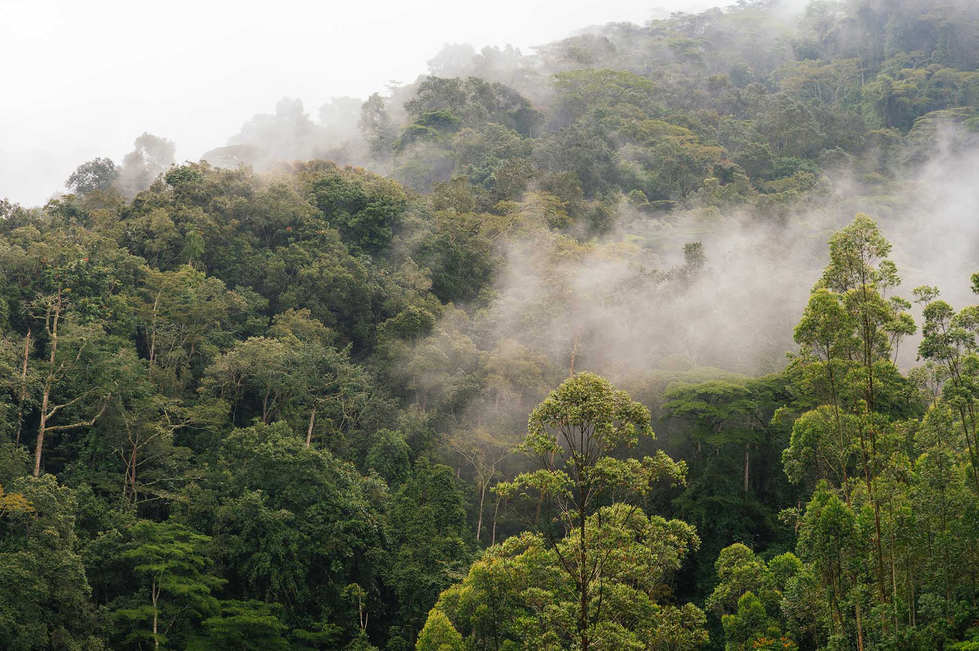 夜明けのベール:穏やかな霧がマラマガンボの森を包み込み、新しい一日の神秘を告げています。