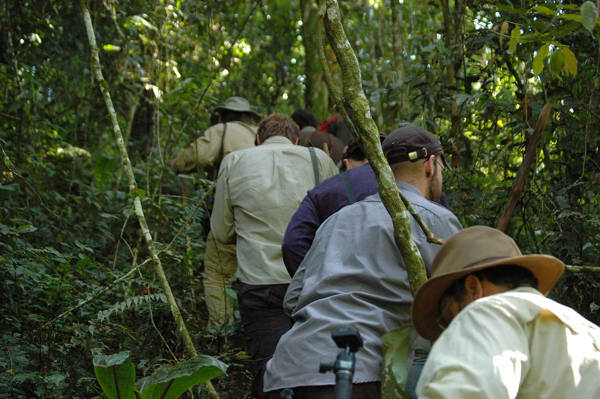 森の中を歩くのは困難です。密集した下草が一歩踏み出すごとに行く手を阻み、前進するのにも苦労します。
