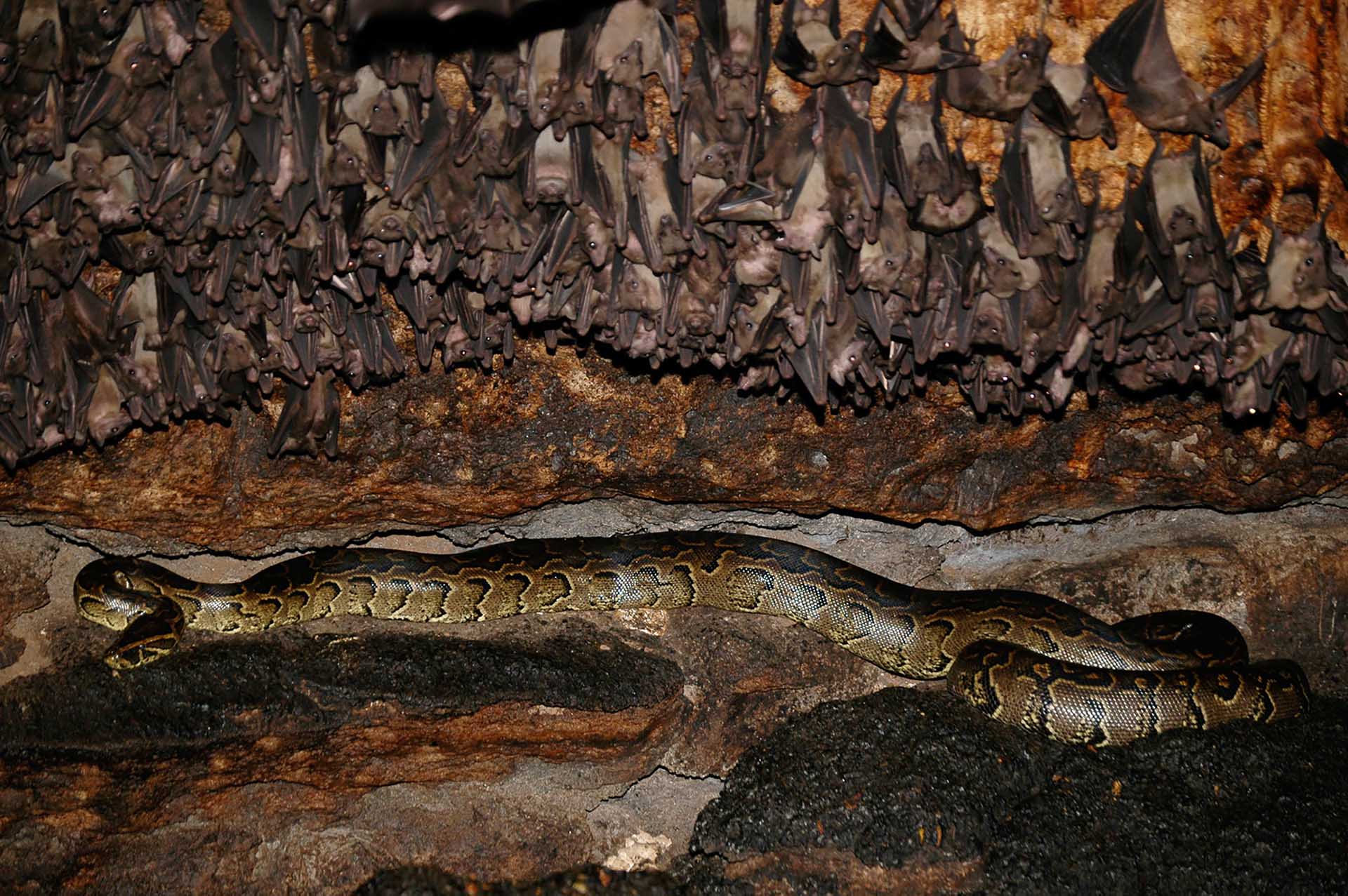 待ち伏せするアフリカニシキヘビ(Python sebae)は、頭上を飛び交う無数のコウモリたちのただひとつの隙を、じっと静かに忍耐強く待ち構えています。