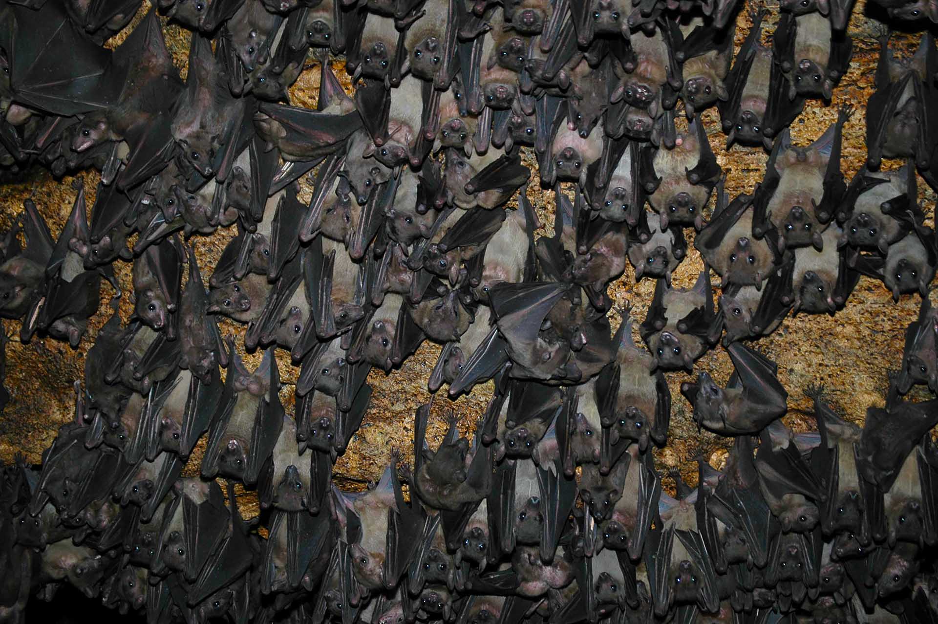 翼の天蓋:何千匹ものコウモリが洞窟の天井を覆い尽くし、この地下の世界に生きた織物のような光景を生み出しています。