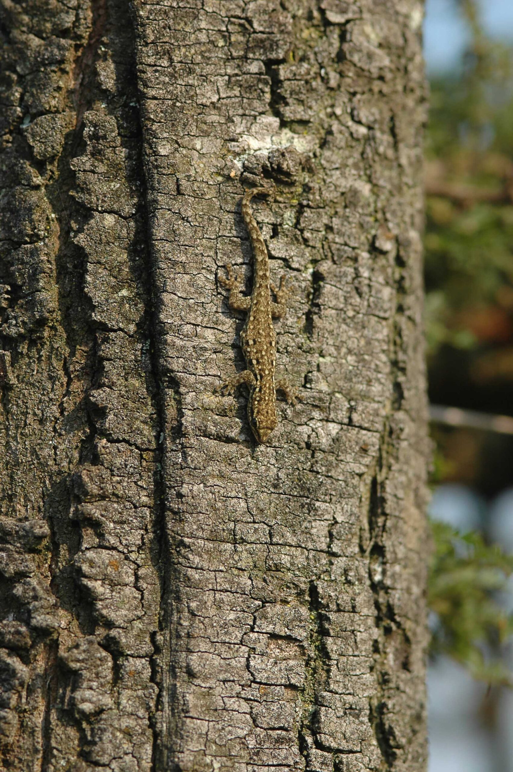 コンゴとの国境沿いで