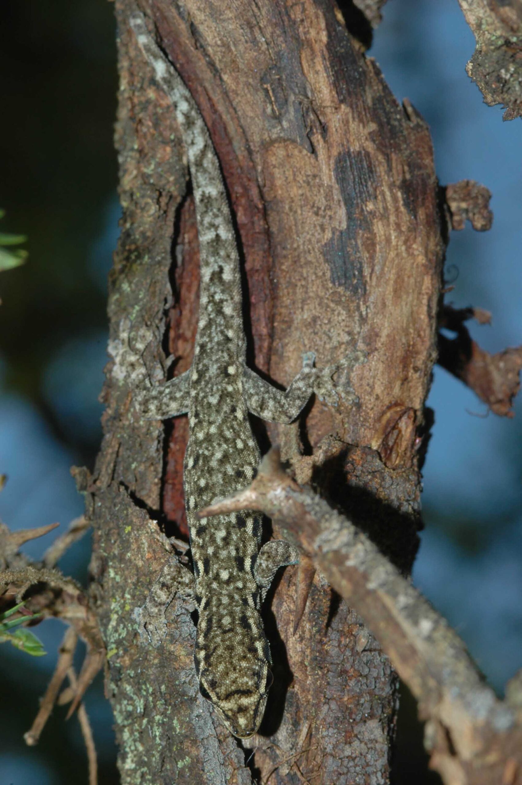 コンゴとの国境沿いで