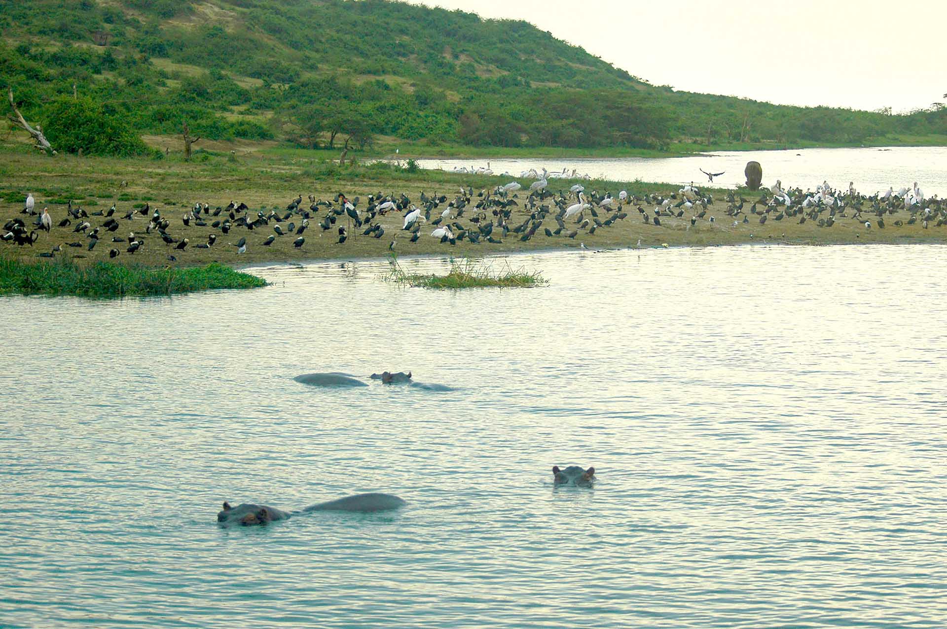 水と陸が交わる場所：カジンガ水路の岸辺では、まさに自然のシンフォニーが奏でられています。そこには多様な命があふれ、それぞれの生きものがこの水辺の楽園で、日々移り変わる物語の一役を担っています。