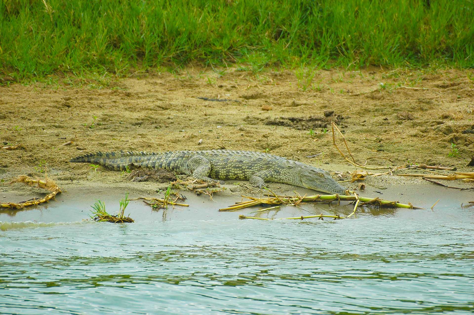 アフリカの太陽が頭上で照りつける中、1匹のワニが水路の岸辺に静かに身を横たえていました。その長い年月を重ねた鱗は、まばゆい光を反射しています。
