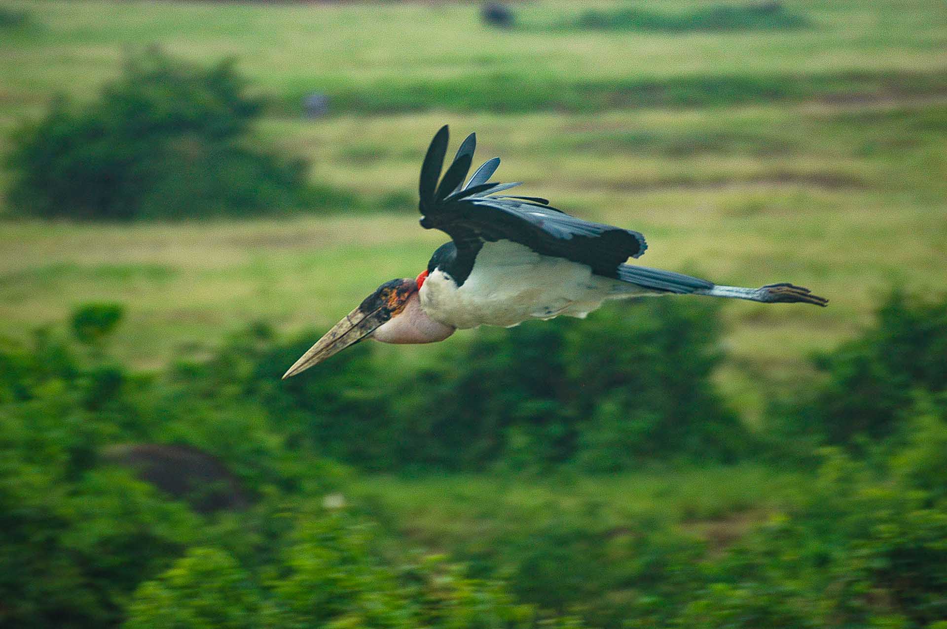 アフリカハゲコウが翼を大きく広げ、優雅に飛び立つ一瞬の姿が捉えられています。