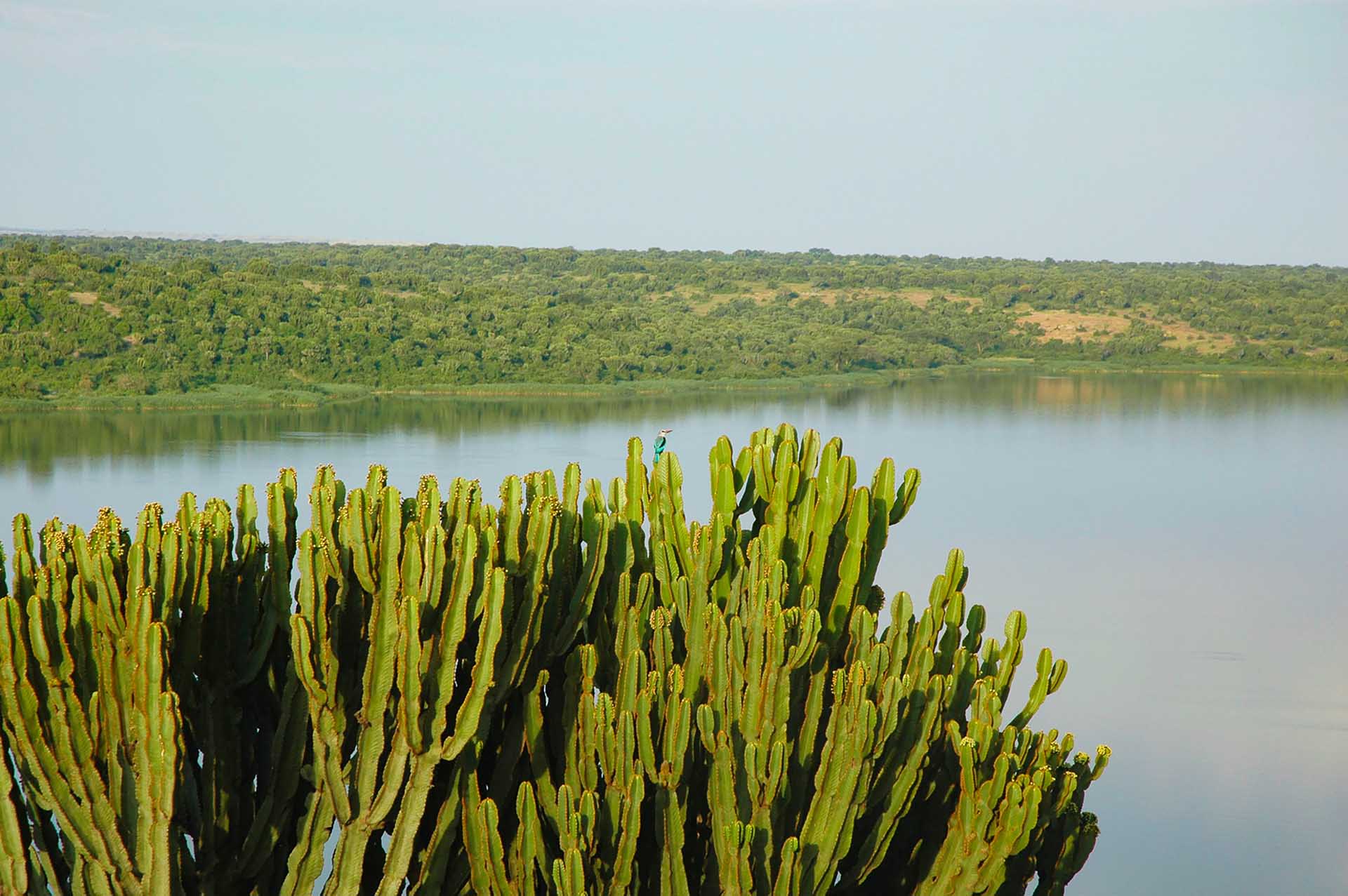 カジンガ水路は自然がもたらした生命の道。静けさを湛えるジョージ湖の水と、神秘的なエドワード湖の深みに溶け合うように流れ、豊かな生きものたちが集う賑やかな水上の回廊となっています。