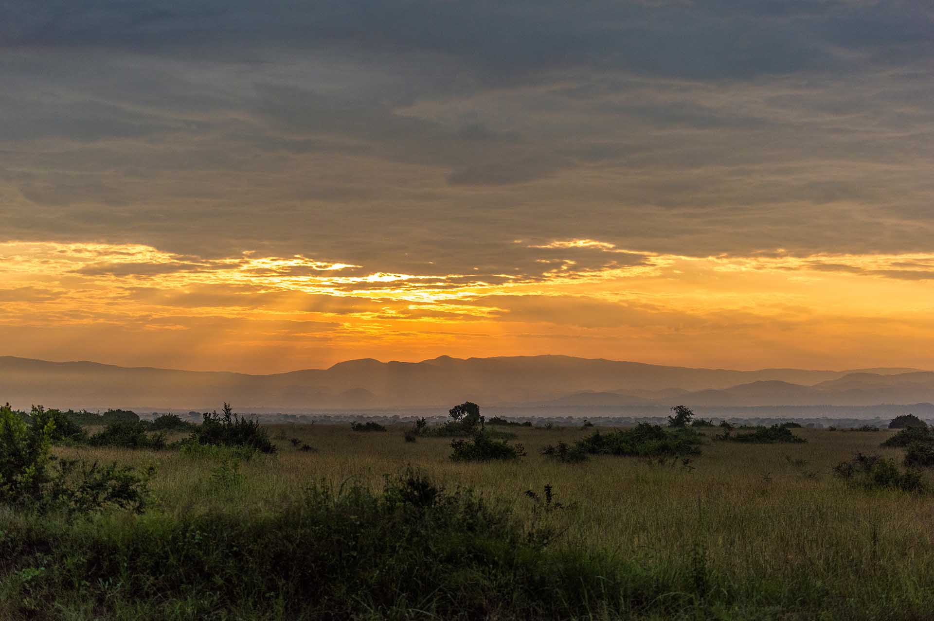 夕陽が穏やかに沈むにつれて、クイーン・エリザベス国立公園は黄金色に染まり、イサシャの影が静かに近づいてきます。