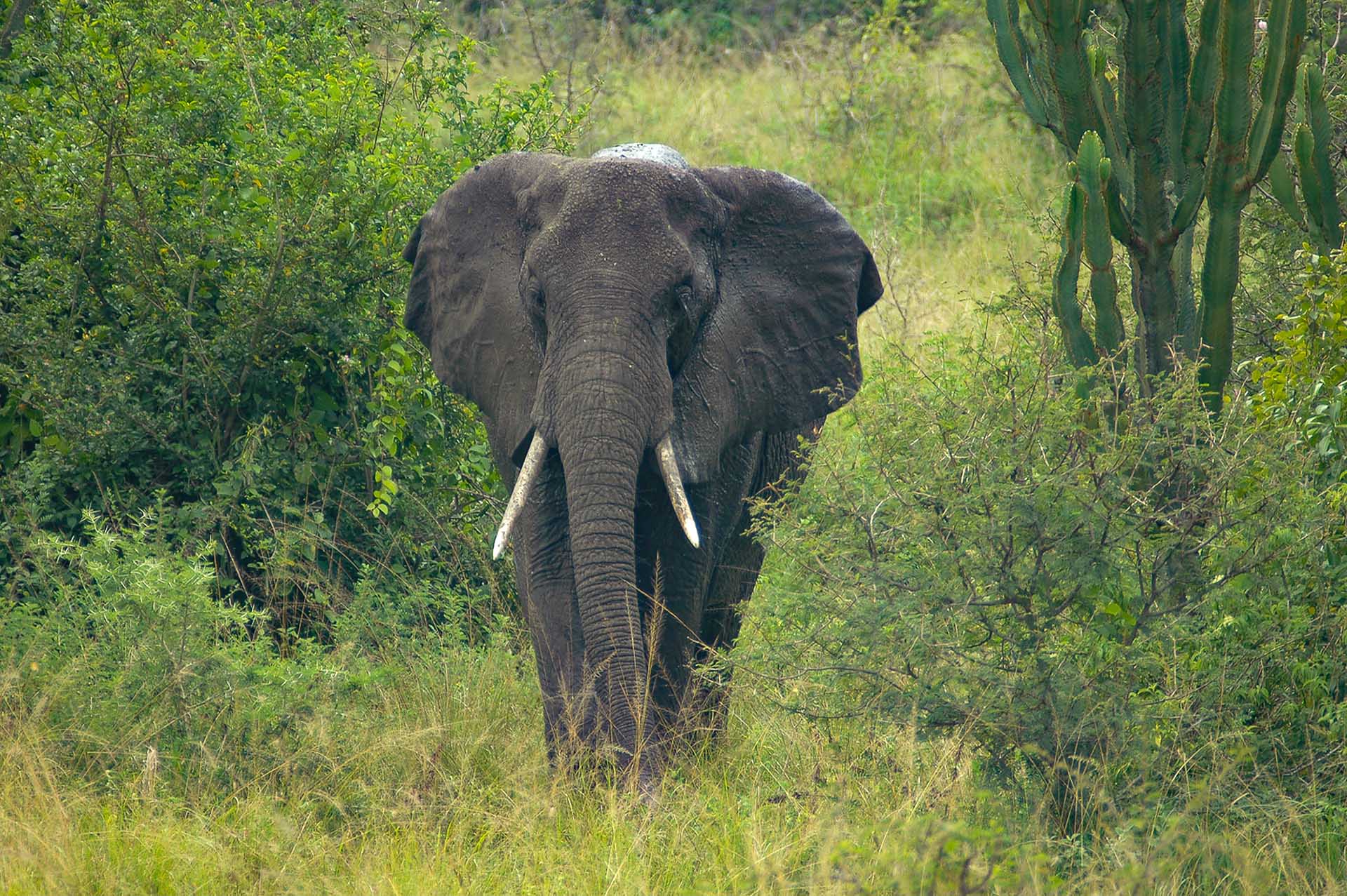 茂みが静かにざわめく中、堂々たる大きな牙を持つ象が姿を現しました。その荘厳さは太陽の光を浴びて輝き、まさにこの大自然の永遠の魂を体現する存在となっていました。