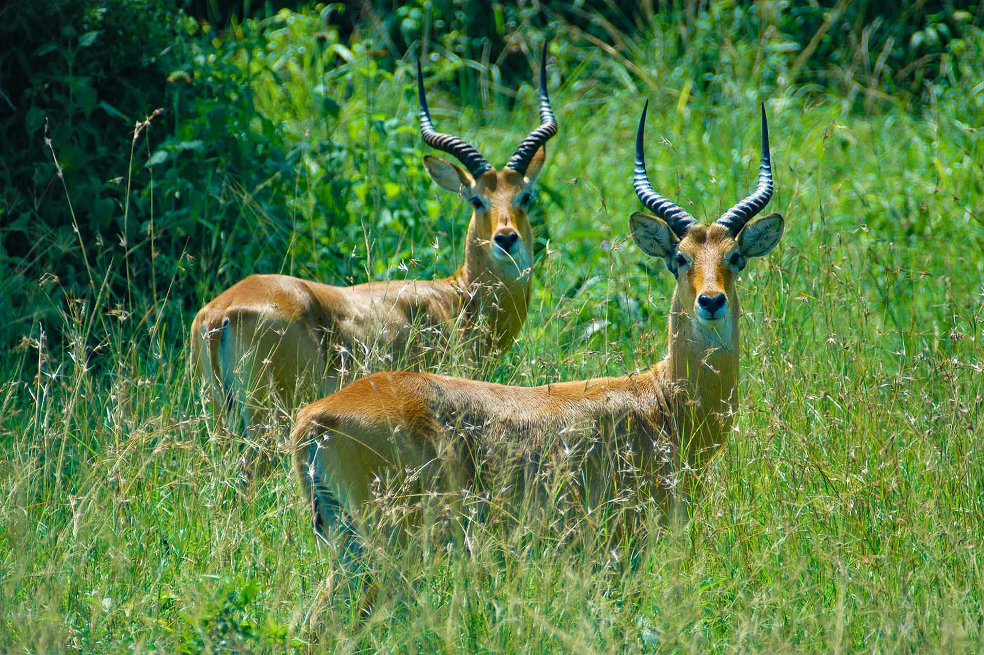 広大な黄金色のサバンナの中で、ウガンダコブたちが軽やかに遊びまわり、その機敏な動きが、喜びと自由に満ちた情景を描き出しています。