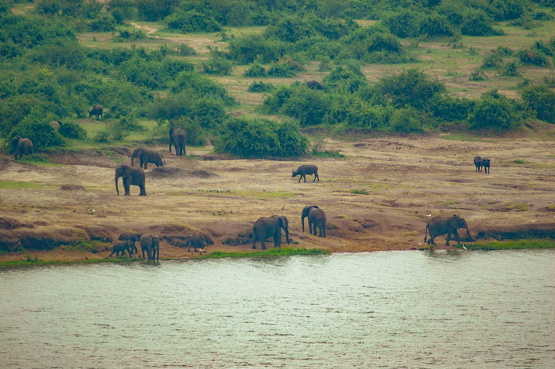 カジンガ水路のほとりでは、象とバッファローが並び立ち、アフリカの雄大な大地を象徴する堂々とした姿を見せてくれます。