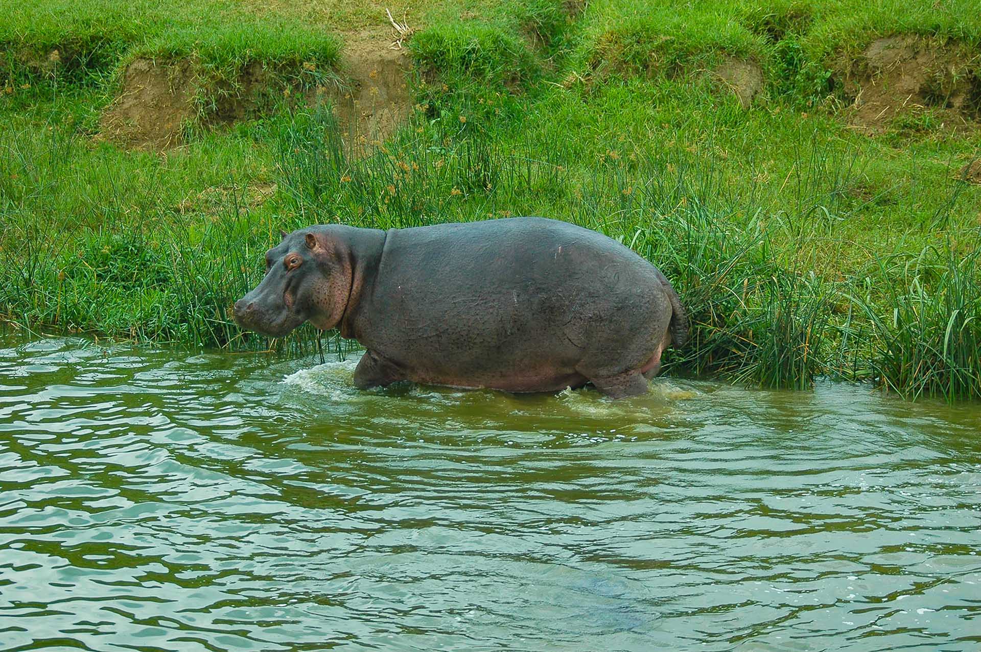 壮大なカバが水辺を優雅に歩むたび、穏やかな水面にそっと波紋が広がっていきます。